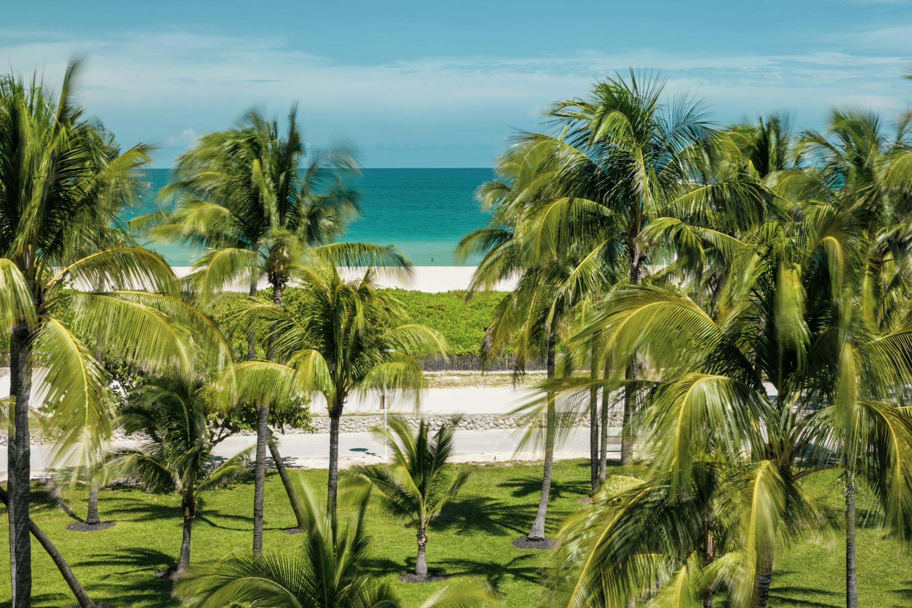 scenic view of palm trees at miami beach